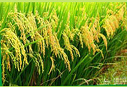 ��ؐ��(d��ng)�ҽ����ЙC(j��)�׷۾��⌚���I�B(y��ng)