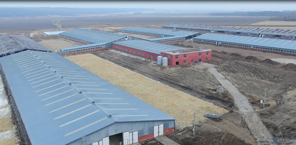 譜華威乳業(yè)集團(tuán)奶牛養(yǎng)殖牧場第三批奶牛入園成功1.jpg 譜華威乳業(yè)集團(tuán)奶牛養(yǎng)殖牧場第三批奶牛入園成功1.jpg