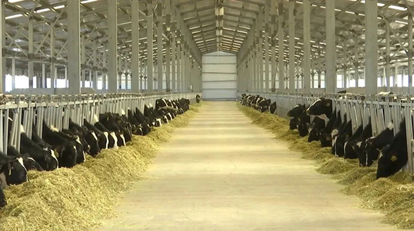 譜華威乳業(yè)集團(tuán)奶牛養(yǎng)殖牧場第三批奶牛入園成功3.jpg 譜華威乳業(yè)集團(tuán)奶牛養(yǎng)殖牧場第三批奶牛入園成功3.jpg