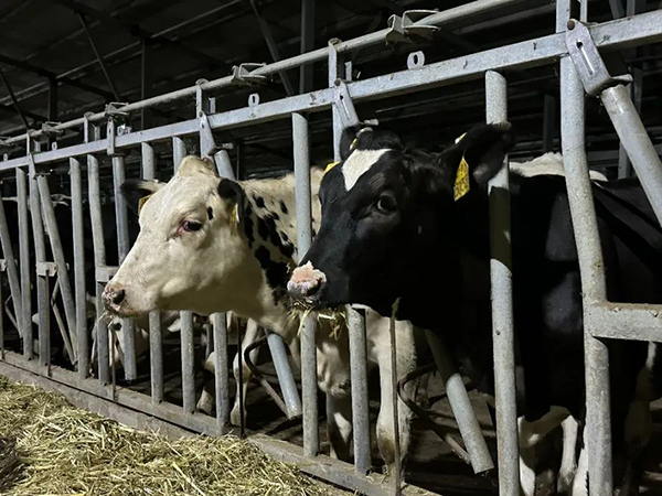 譜華威乳業(yè)集團(tuán)奶牛養(yǎng)殖牧場第三批奶牛入園成功5.jpg 譜華威乳業(yè)集團(tuán)奶牛養(yǎng)殖牧場第三批奶牛入園成功5.jpg