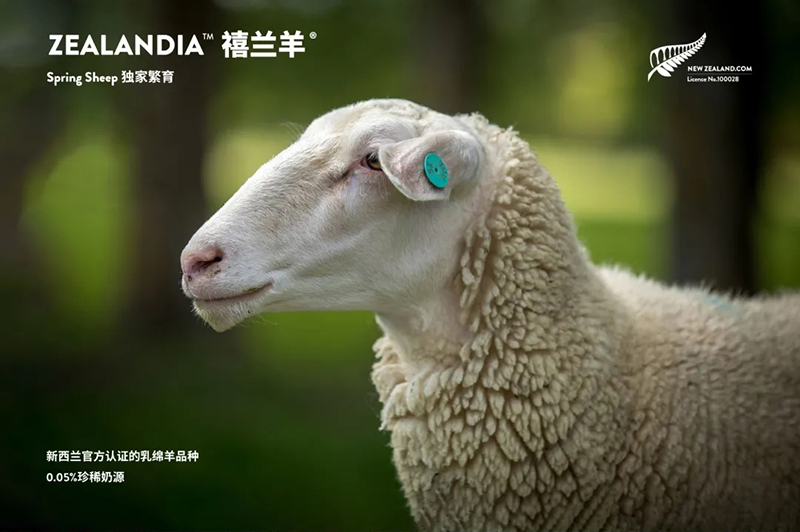 Spring Sheep���dȫ�d����׃��̷�����^ע���@�G����CBME05.jpg